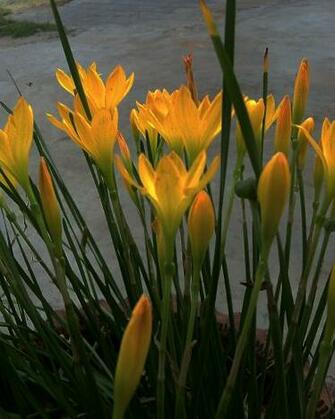 Clubs National Geographic Image Title Flower Photo