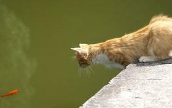 Cat Fish Animal Green Water
