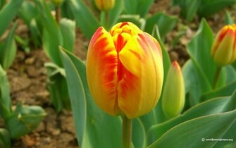 Tulip X