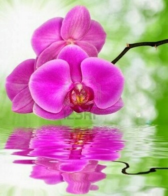 Purple Orchids Wallpaper Orchid