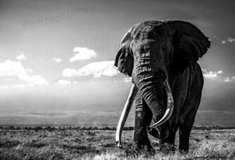 White Elephant Wallpaper