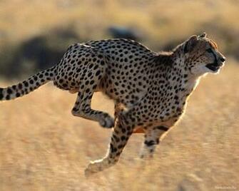 Cheetahs Feline Running Wallpaper