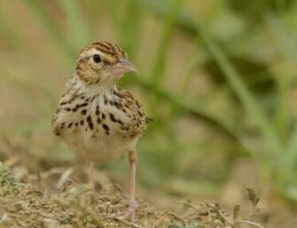Indian Bush Lark Beautiful Bird Commonly Known As Red Winged