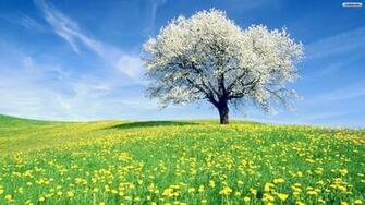 White Spring Tree Wallpaper