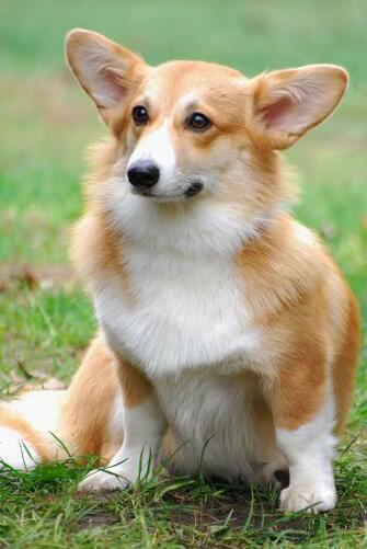 Welsh Corgi Pembroke Dog Wallpaper HD
