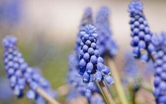 Blue Hyacinth Wallpaper Pin It