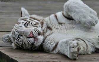 White Tiger Cubs Wallpaper