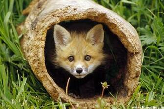 Fox Wallpaper White Grey And Red Foxes HD