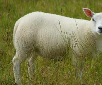 Related Pictures Sheep Wallpaper