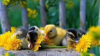 Cute Babies Duck Wallpaper HD