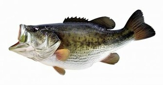 Largemouth Bass Large Mouth Cake Ideas