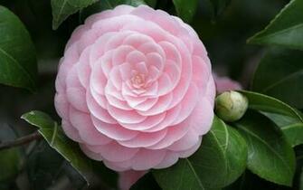 Peonies Flower Wallpaper X Wallpaperlayer
