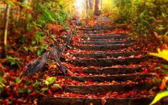 Fall Foliage Wallpaper For Desktop