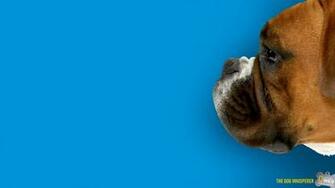 Natgeo Wild Boxer Dog HD Image Animals Pets