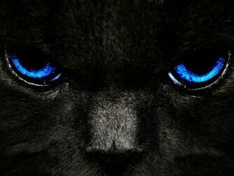 Black Cat Blue Eyes Wallpaper
