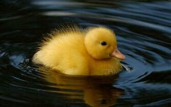 Cute Baby Duck HD Wallpaper Best Desktop Image