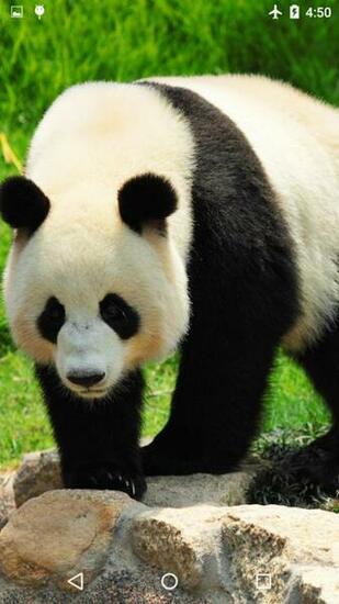 Giant Panda Live Wallpaper Android Apps On Google Play