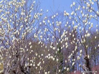 Wallpaper Nature Season Spring