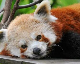 Cute Red Panda Wallpaper HD