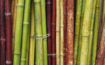 HD Bamboo Wallpaper