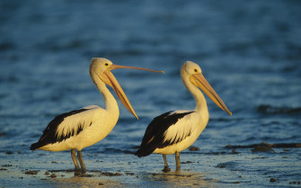 Animal Pelican HD Wallpaper