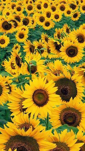 Sunflowers iPhone Wallpaper Top