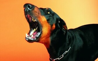 Funny Cats Dogs Wallpaper Best