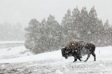 Yellowstone In Winter Visiting Old Faithful