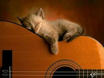 Kitty Guitar Wallpaper High Resolution