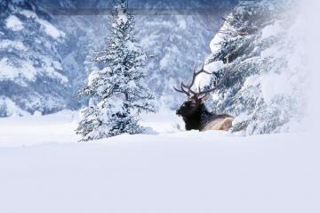 Alberta Winter iPad HD Wallpaper Nature
