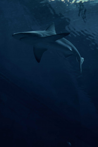 Shark Wallpaper iPhone