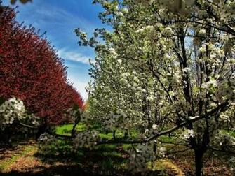 Apple Orchard Wallpaper