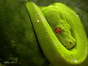 Snake HD Wallpaper For Raccoon