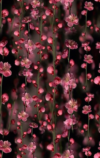 Pink Cherry Blossom Wallpaper