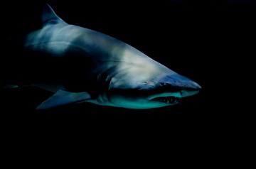 Shark Wallpaper HD Hq