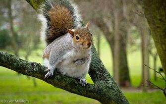 Squirrel Picture For iPhone Blackberry iPad Screensaver