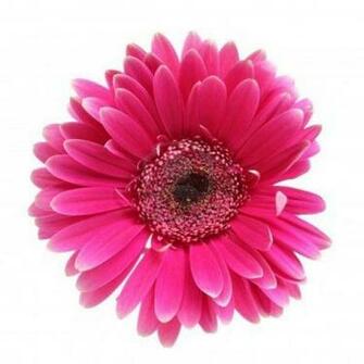 Pink Flower White Background