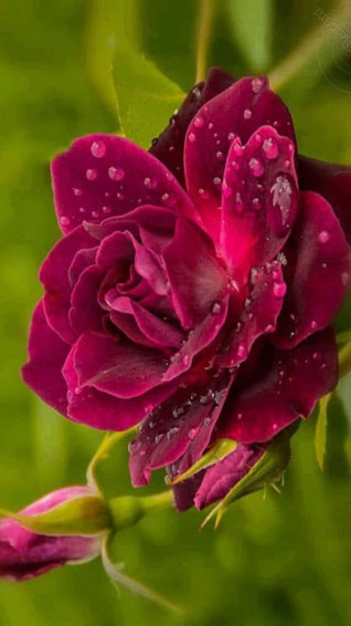 A Beautiful Cute Rose Blooming In Field Wallpaper