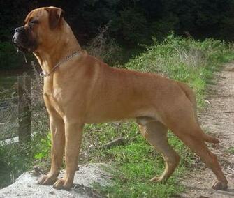 Bullmastiff Wallpaper HD