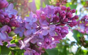 Lilacs Wallpaper