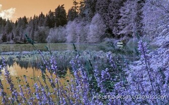 Spring Scene Wallpaper Nature Tree Beautiful Flower