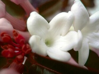 Jasmine Flowers HD Wallpaper For Desktop Image