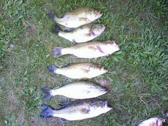 Go Back Pix For Largemouth Bass Wallpaper Desktop