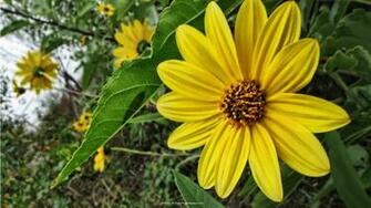 Nature Wallpaper Big Yellow Flower X