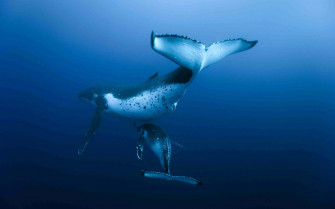Humpback Whale Wallpaper
