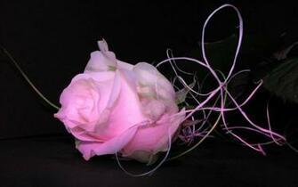 Flowers Roses Wallpaper Wallpoper