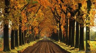 Autumn Tree Street Wallpaper Windows