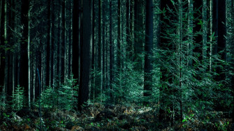 Dark Green Forest Wallpaper