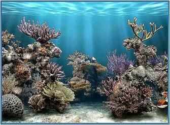 3d Desktop Aquarium Filename Screensaver Wallpaper