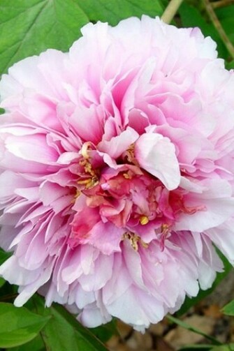 Peony Flower iPhone HD Wallpaper
